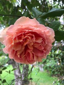 79d7c1ec-3371-4ee8-a343-d4b88eab5b8e-1