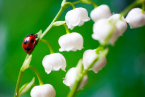 Coccinelle et muguet