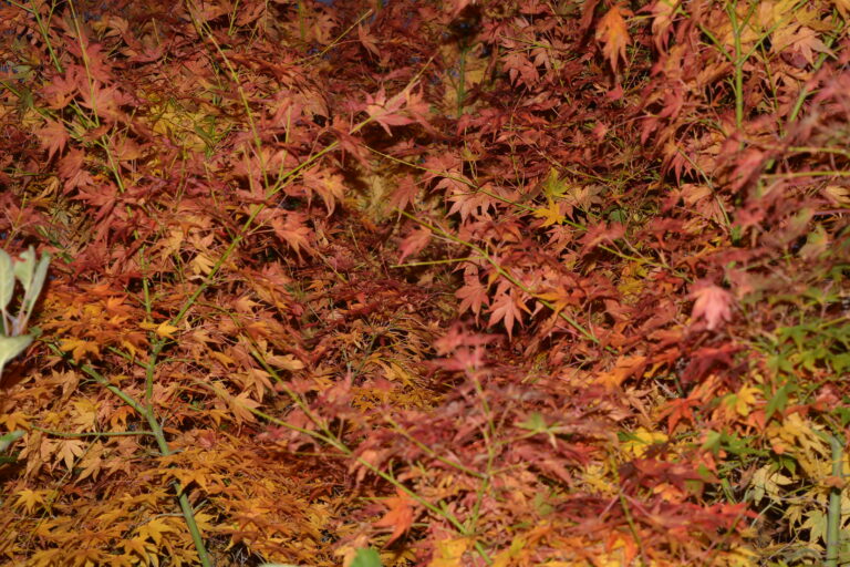 DSC_0047