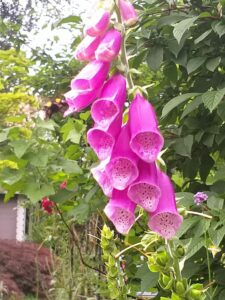 d9d5a752-9209-4402-8d07-791d418c86b3